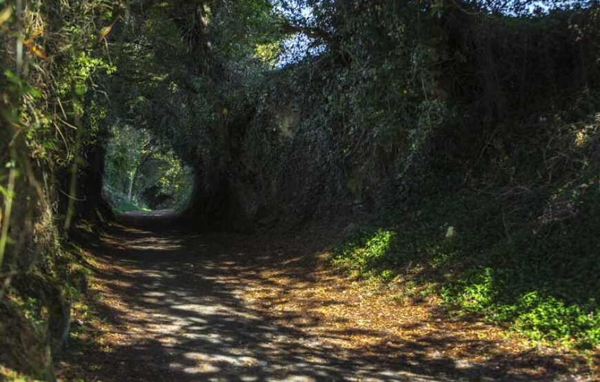 Camino Francés desde Sarria