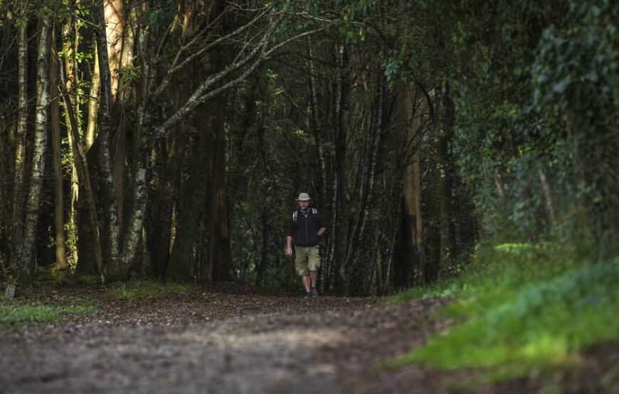 Camino Francés desde Sarria